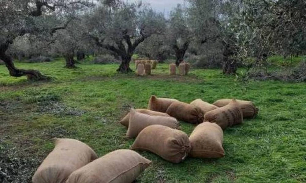  Έκλεψαν 10 σακιά με ελιές από χωράφι στη Μεσσηνία